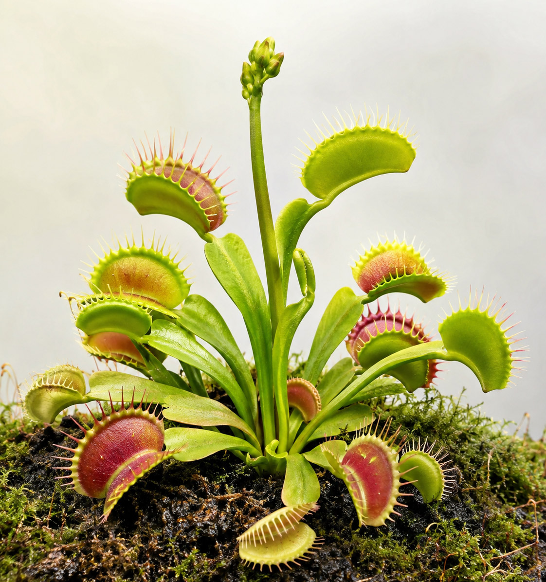 Dionaea Muscipula