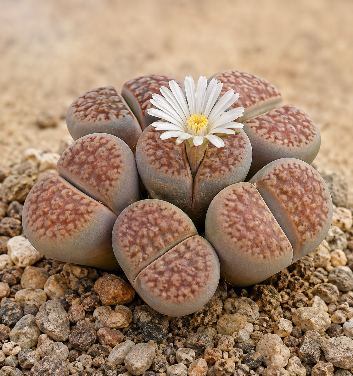 Lithops